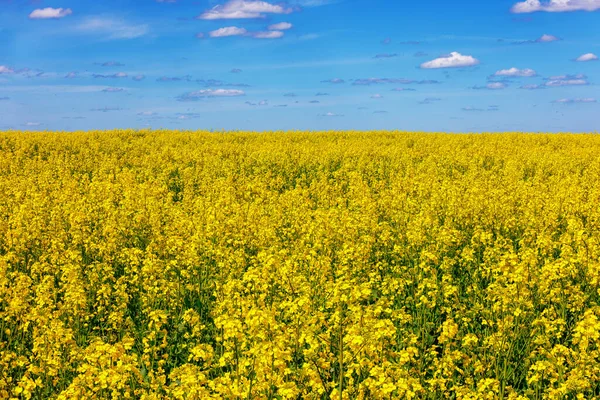 Blooming yellow rapseed canola field and blu sky with white clouds