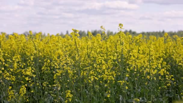 Yellow Rapseed Field Swaying Wind Daylight Real Time Background — Wideo stockowe