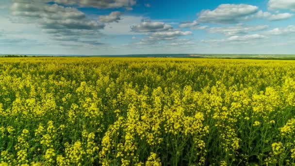 Yellow Rapseed Field Swaying Wind Daylight Time Lapse Background — Wideo stockowe