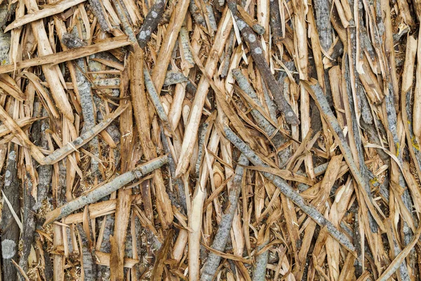 shavings of aspen bark evenly cover a flat surface, closeup full-frame texture and background