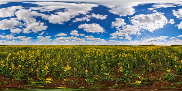 360 by 180 seamless degree full spherical panorama of summer day blossomong yellow rapseed colza field in eqirectangular projection