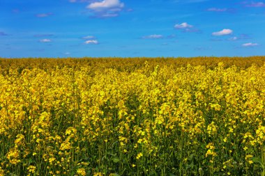 Blooming yellow rapseed canola field and blue sky with white clouds. Focus stacking technique.