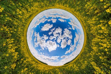 blue sphere reversed little planet view of yellow blossoming rapeseed field, round tunnel view.