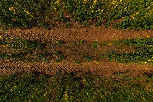 Tractor Tire Tracks Clay Rapseed Field Sunny Day Directly Ultra — Stock fotografie