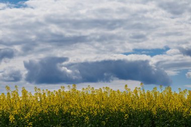 Blooming yellow rapseed canola field and blu sky with white clouds