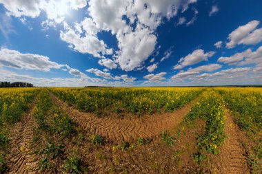 Blooming canola field with tractor gauge and blue sky with white clouds - ultrawide panorama in rectlinear projection.