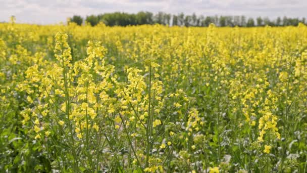 Yellow Rapseed Field Swaying Wind Daylight Grove Horizon Slow Motion — Wideo stockowe