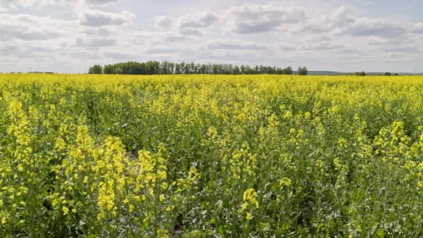 Yellow Rapseed Field Swaying Wind Daylight Grove Horizon Slow Motion — Wideo stockowe