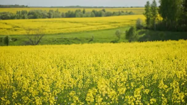 Yellow Rapseed Field Swaying Wind Daylight Green Trees Groves Background — Wideo stockowe