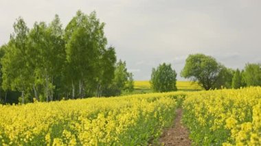 yellow rapseed field swaying on wind at daylight with pathway and birch trees in the background, real-time