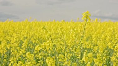 yellow rapseed field swaying on wind at daylight - real-time background
