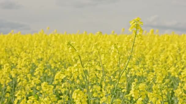 Yellow Rapseed Field Swaying Wind Daylight Real Time Background — Stockvideo