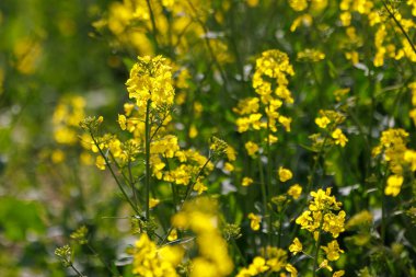 Blooming yellow canola, closeup with selective focus with optically blurred background