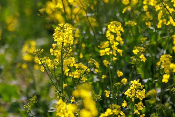 Blooming Yellow Canola Closeup Selective Focus Optically Blurred Background — Fotografia de Stock