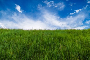 generic green grass meadow at summer day with blue sky with white clouds, minimalistic composition