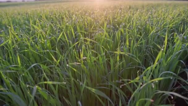朝の一般的な緑のシリアル農業は夏の日の出 ブーム 傾斜カメラの移動で露と葉 — ストック動画