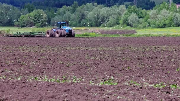 Kawanan Burung Camar Hitam Terbang Arond Biru Traktor Yang Menarik — Stok Video