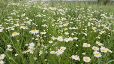 field daisies flowers at summer day, closeup truck camera movement b-roll.