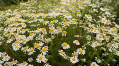 field daisies flowers at summer day, closeup camera movement around, b-roll.