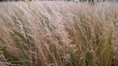 Dry long wild uncultivated grass in field at summer afternoon light. Festuca pratensis, the meadow fescue, is a perennial grass, which is used as an ornamental grass in gardens, and as forage crop.