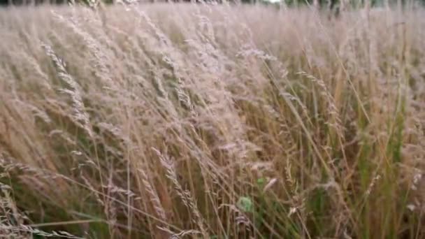 Dry Long Wild Uncultivated Grass Field Summer Afternoon Light Festuca — Vídeo de Stock