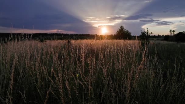 Dry Festuca Pratensis Field Meadow Fescue Grass Field Summer Sunset — Stockvideo