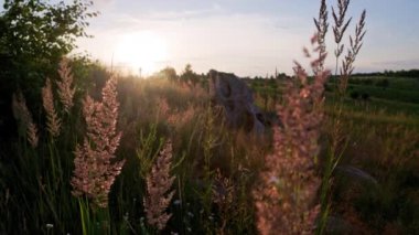 Dry long wild uncultivated grass in field at summer sunset light. Melinis minutiflora, the meadow molasses, is a wild perennial grass