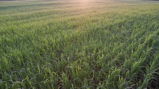 朝の一般的な緑のシリアル農業は夏の日の出 ブーム 傾斜カメラの移動で露と葉 — ストック動画