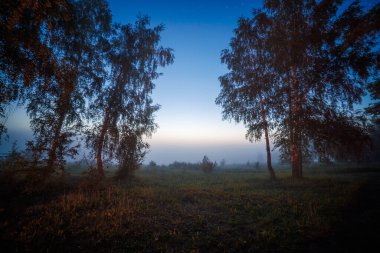 birch trees at foggy night, illuminated with camp fire.