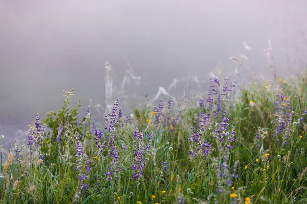 Salvia Pratensis Meadow Sage Foggy Summer Morning Field Spider Web — Stockfoto