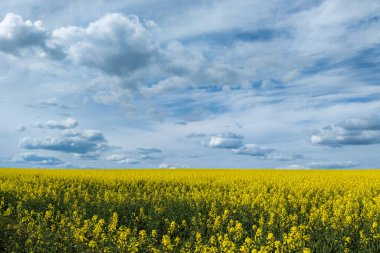 Blooming yellow rapseed canola field and blu sky with white clouds