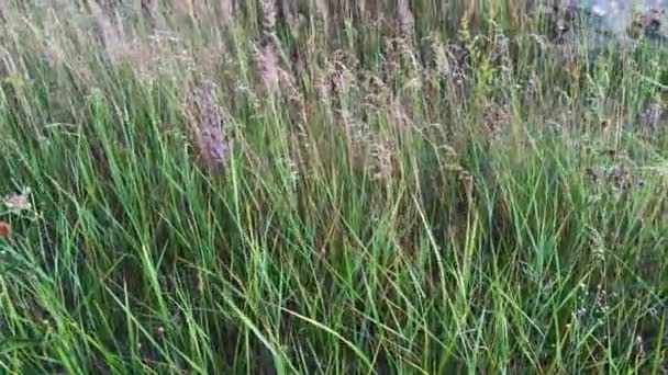 Wild Summer Festuca Pratensis Grass Swaying Wind Soft Evening Light — Stok video