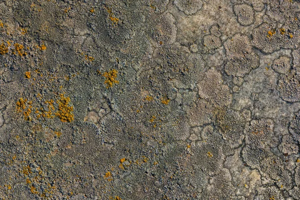 Golden Moonglow Lichen Quartzite Sandstone Surface Pioneer Lichen Bare Rock — Stock Photo, Image