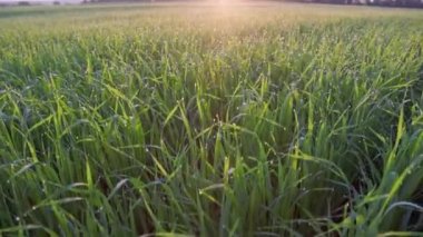 morning generic green cereal agriculture leaves with dew at summer sunrise, boom and tilt camera moving