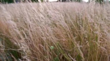 Dry long wild uncultivated grass in field at summer afternoon light. Festuca pratensis, the meadow fescue, is a perennial grass, which is used as an ornamental grass in gardens, and as forage crop.