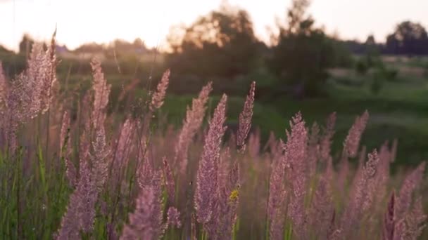 Dry Long Wild Uncultivated Grass Field Summer Sunset Light Melinis — Stock video