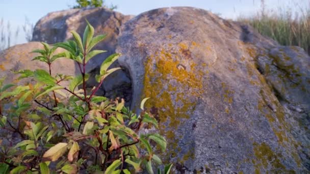 Quartz Sandstone Rocks Young Wood Evening Summer Sunset — Video