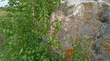 Quartzite sandstone and small birch tree at summer evening. Captured in Krasnogore, Tula district, Russia.