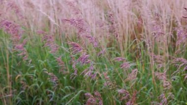 Dry long wild uncultivated grass in field at summer afternoon light. Festuca pratensis, the meadow fescue, is a perennial grass, which is used as an ornamental grass in gardens, and as forage crop.