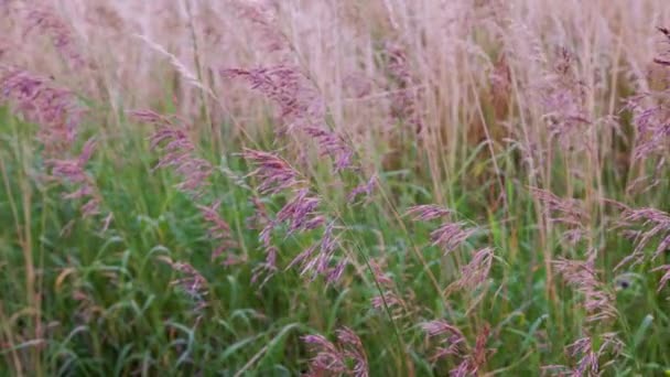 Dry Long Wild Uncultivated Grass Field Summer Afternoon Light Festuca — Stock Video