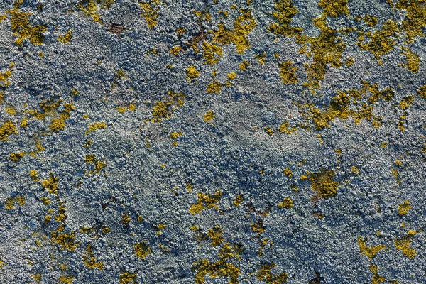 Lichen Quartzite Sandstone Surface Pioneer Lichen Bare Rock Succession Helps — Stock Fotó