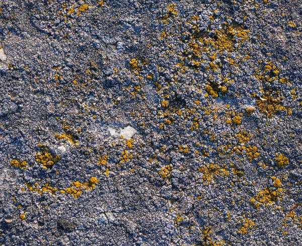 Lichen Quartzite Sandstone Surface Pioneer Lichen Bare Rock Succession Helps — Fotografia de Stock