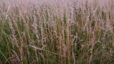 Dry long wild uncultivated grass in field at summer afternoon light. Festuca pratensis, the meadow fescue, is a perennial grass, which is used as an ornamental grass in gardens, and as forage crop.