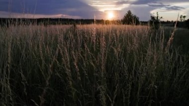 dry festuca pratensis field, the meadow fescue grass in field at summer sunset, handheld duwnward boom camera movement