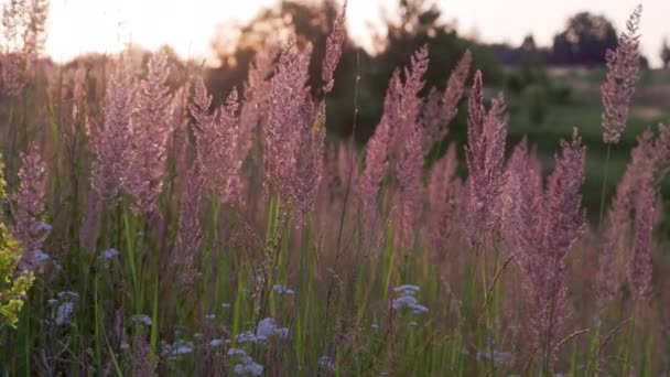 Dry Long Wild Uncultivated Grass Field Summer Sunset Light Melinis — Vídeo de stock