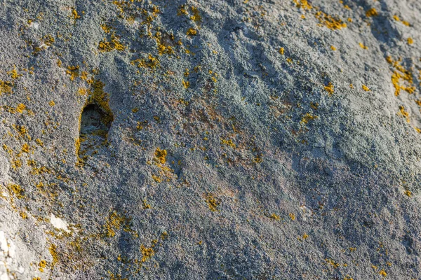 Lichen Quartzite Sandstone Surface Pioneer Lichen Bare Rock Succession Helps —  Fotos de Stock