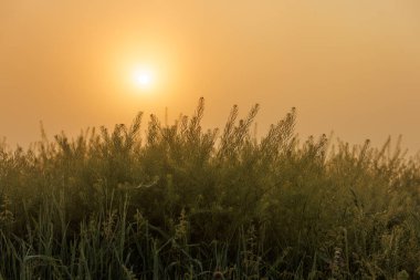 rising sun on clear golden gradient sky wtih green flixweed, tansy mustard grass in blurry foreground
