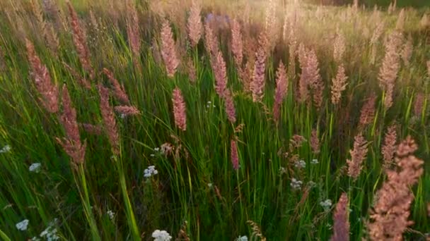 夏の日没時に畑で長い野生の未栽培草を乾燥させます メリニス ミニティフィラリア 牧草地の草は 野生の多年草の草です — ストック動画