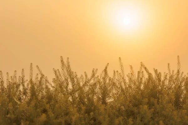 Rising Sun Clear Golden Gradient Sky Wtih Green Flixweed Tansy — Stock Photo, Image