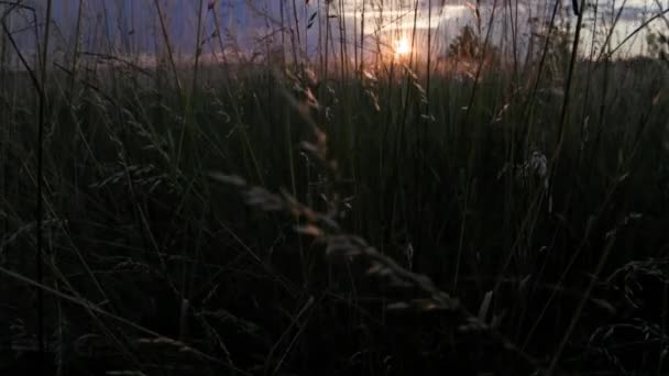 Dry Festuca Pratensis Field Meadow Fescue Grass Field Summer Sunset — Stok video